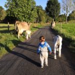 Deux vaches et trois petits